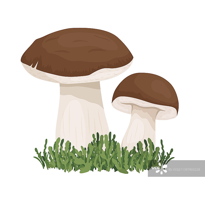 Bolete蘑菇孤立在白手上图片素材