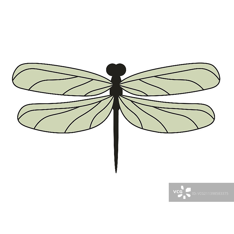 绿色粉彩翅蜻蜓俯视图孤立图片素材