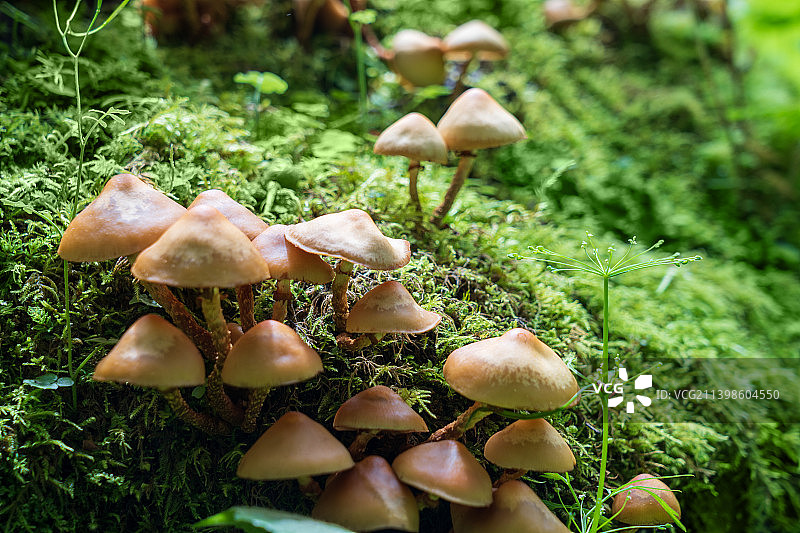 原始森林自然生长的蘑菇微距特写图片素材