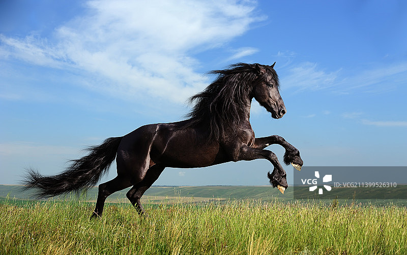 一匹纯种黑马在草地上奔跑的肖像图片素材