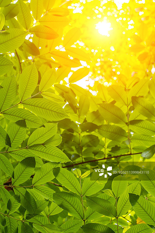阳光照耀绿色叶子图片素材