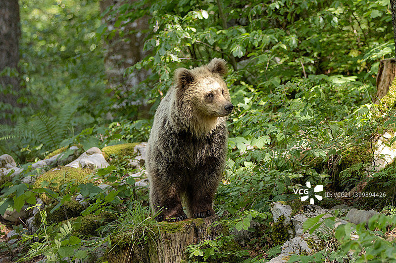 肖像棕色灰熊欧亚棕熊在森林，斯洛文尼亚图片素材