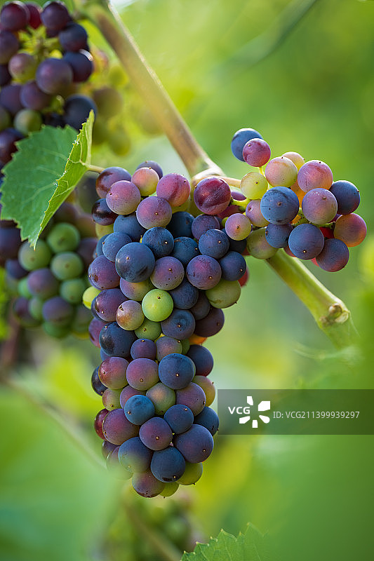 酿酒的葡萄 - Weintrauben图片素材