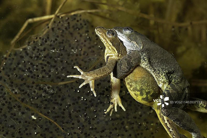 普通青蛙(蛙属)，成对在产卵垫之间的水底，图林根州，德国，欧洲图片素材