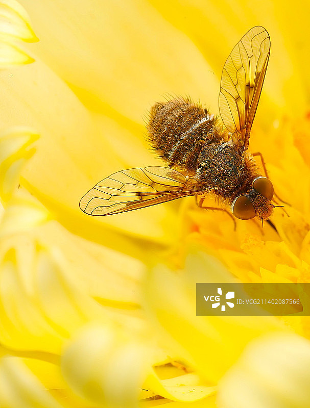 美国约翰麦克拉伦公园，蜜蜂为黄花授粉的特写镜头图片素材