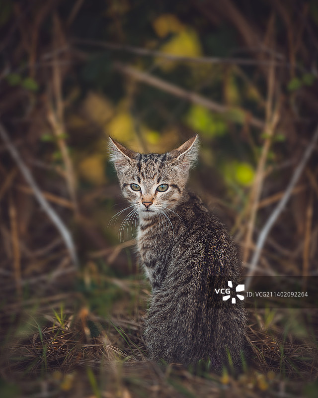 大自然中野生小猫的美丽肖像图片素材