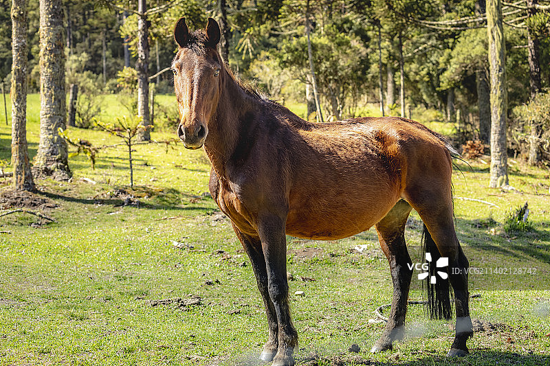 阳光明媚的日子里，南美阿根廷潘帕岛的棕色马肖像图片素材