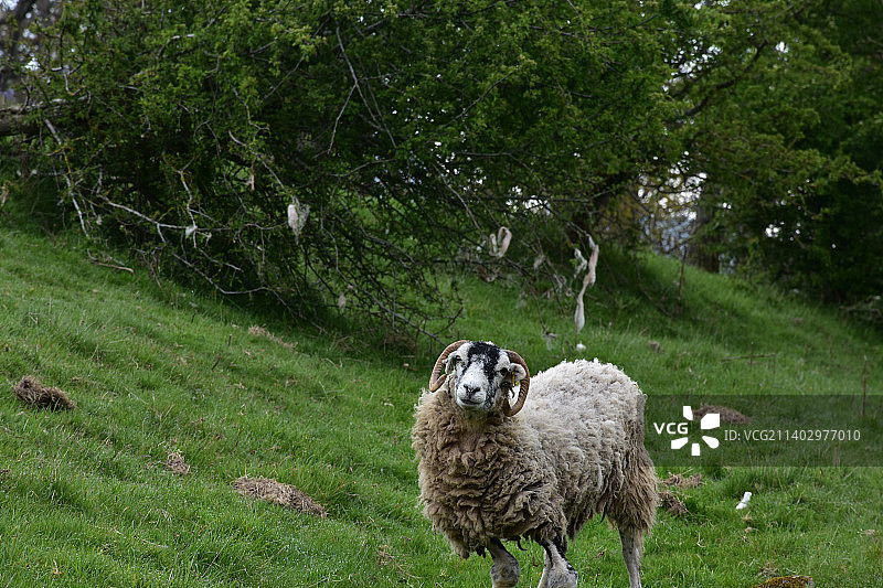 田野里弯角的母羊图片素材