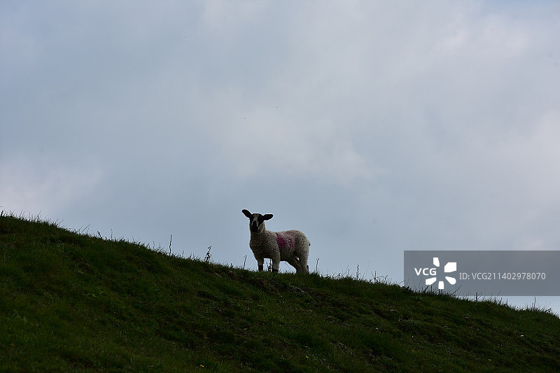 小羊羔站在山顶的剪影图片素材
