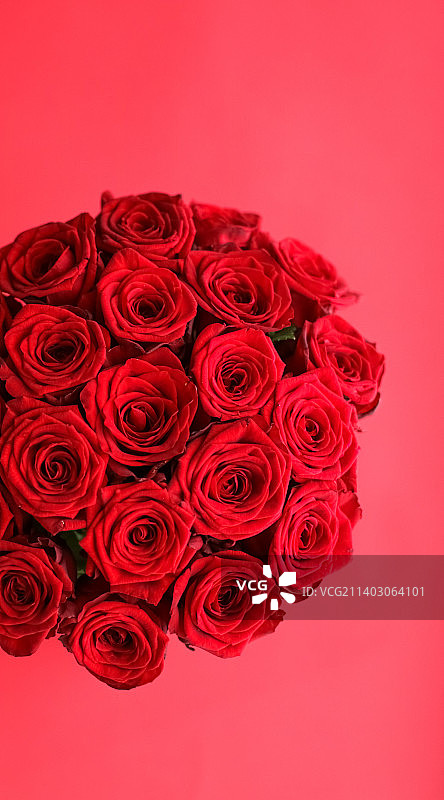 华丽的红玫瑰花束，盛开的花朵图片素材