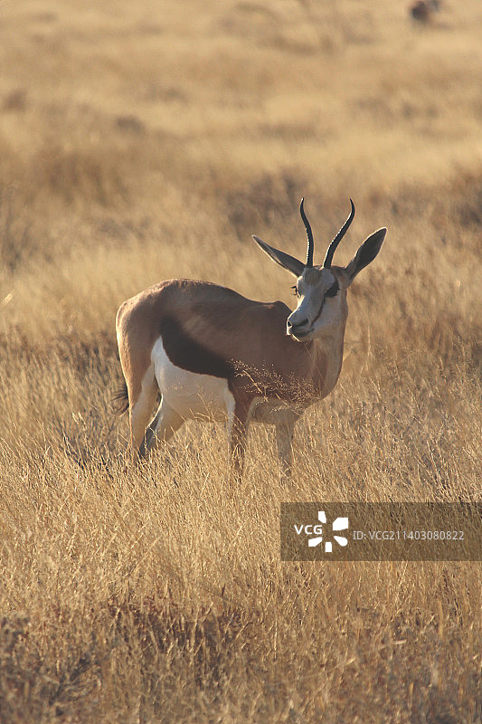 在纳米比亚的Etosha Pan，站在田野上的鹿的侧视图图片素材