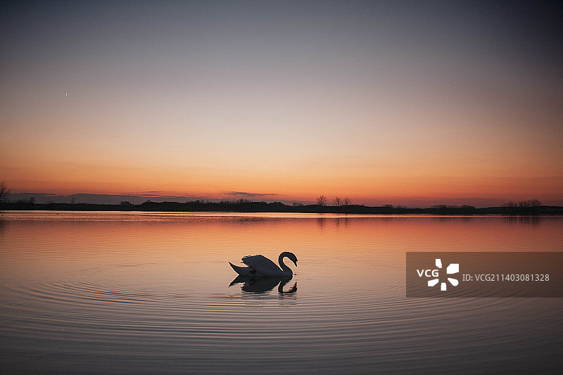 日落时湖面上天鹅的剪影图片素材