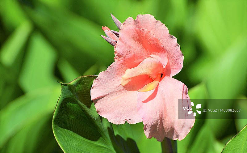 粉色玫瑰花的特写，米德尔顿，新泽西州，美国图片素材