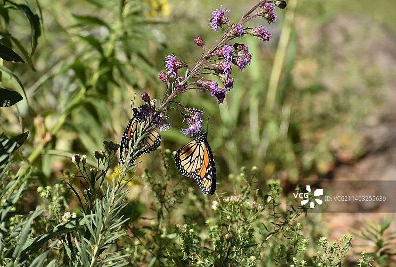 美国明尼苏达州布卢明顿，蝴蝶在紫色花朵上授粉的特写镜头图片素材