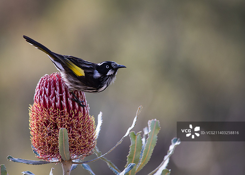 澳大利亚首都领地堪培拉，一只莺栖息在植物上的特写镜头图片素材