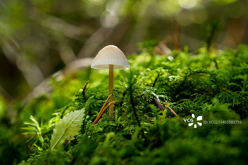 在德国巴伐利亚州的秋天的森林里，几乎到处都能找到各种颜色的蘑菇图片素材