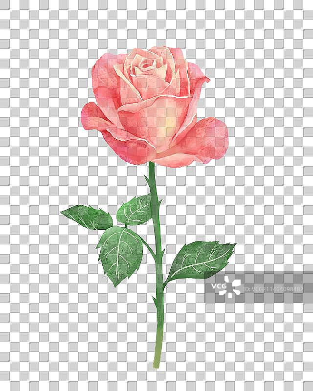 水彩玫瑰花图片素材