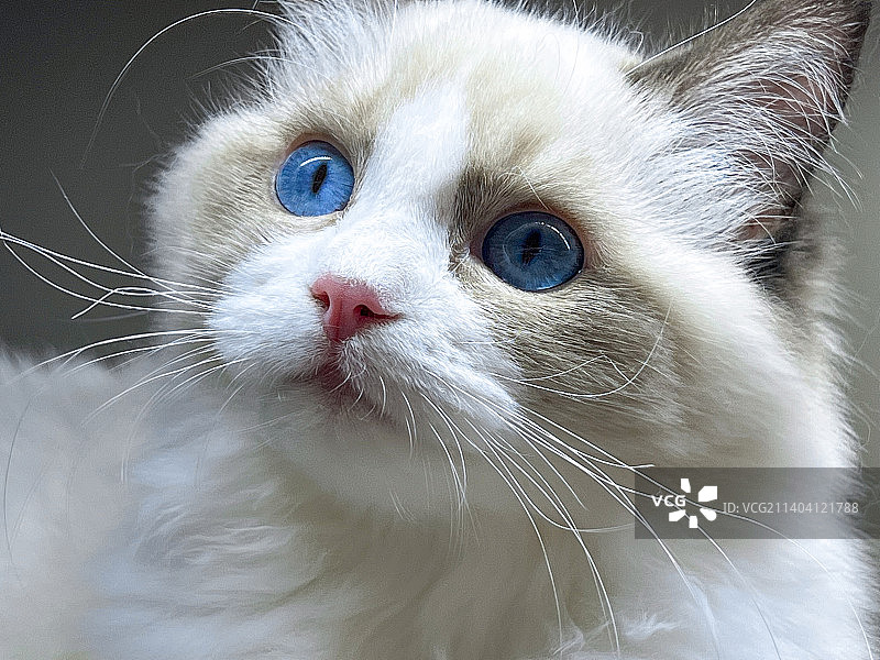 蓝色眼睛的布偶猫头部特写图片素材