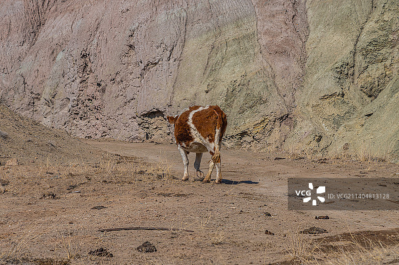 新疆戈壁丹霞雅丹地貌  散养牛在吃草图片素材