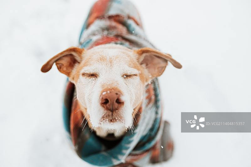 摩洛哥，雪地上穿着冬衣的狗的高角度照片图片素材