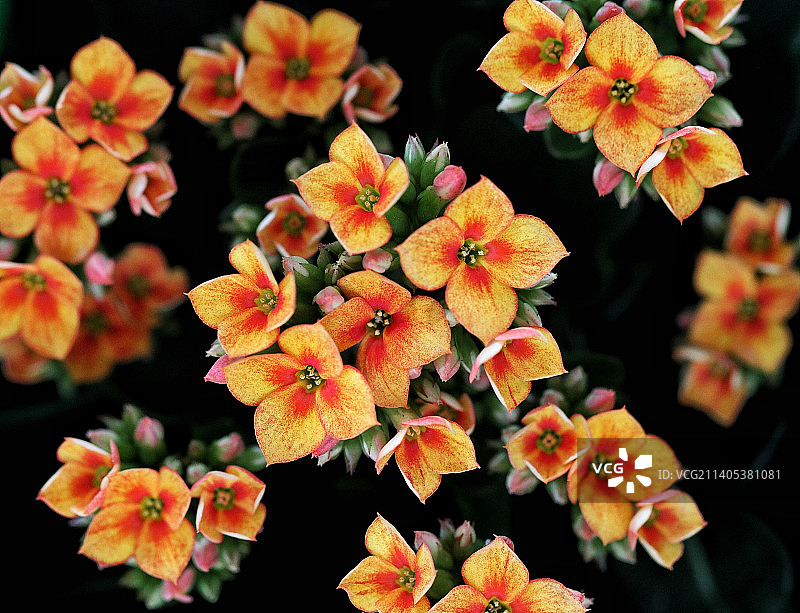 橙色开花植物的特写图片素材