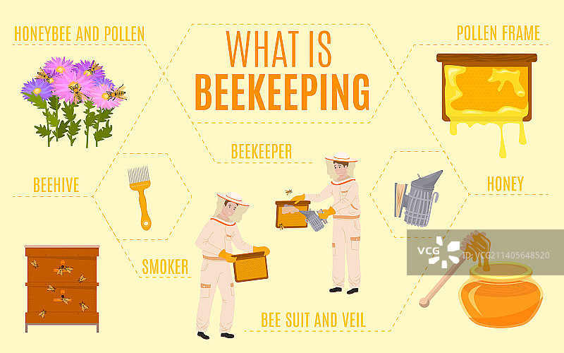 什么是养蜂信息图图片素材