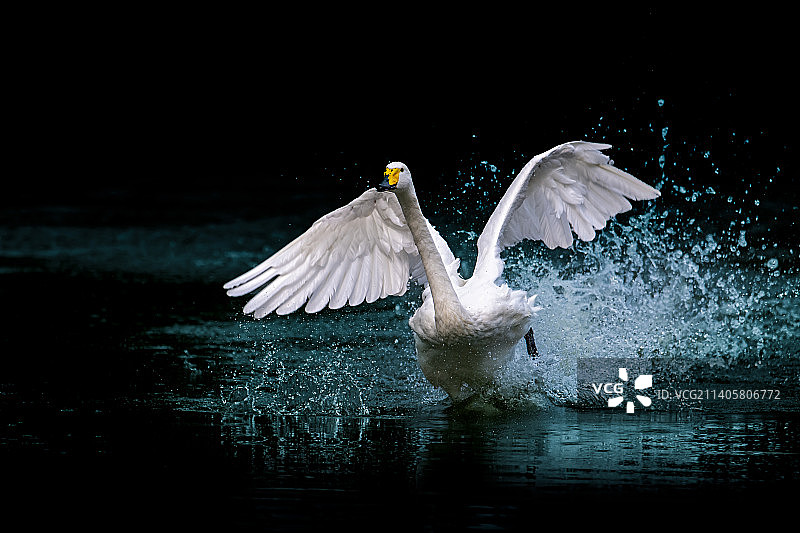 天鹅在湖面起飞的特写镜头图片素材