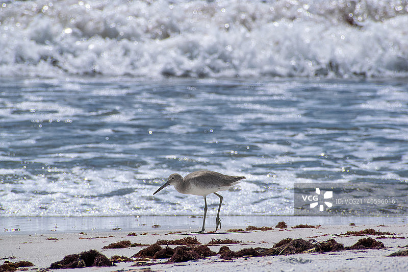 矶鹬栖息在美国佛罗里达州长艇岛海滩岸边的侧视图图片素材