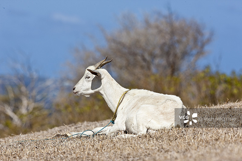 坐在格林纳丁斯干草上的山羊图片素材