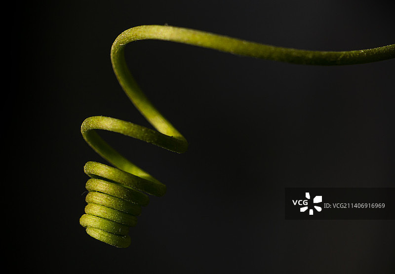 以色列，黑色背景下的绿色植物特写图片素材