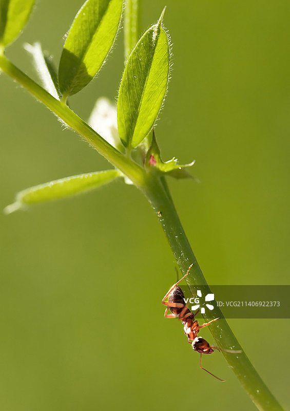 昆虫在植物上的特写，Neuruppin，德国图片素材