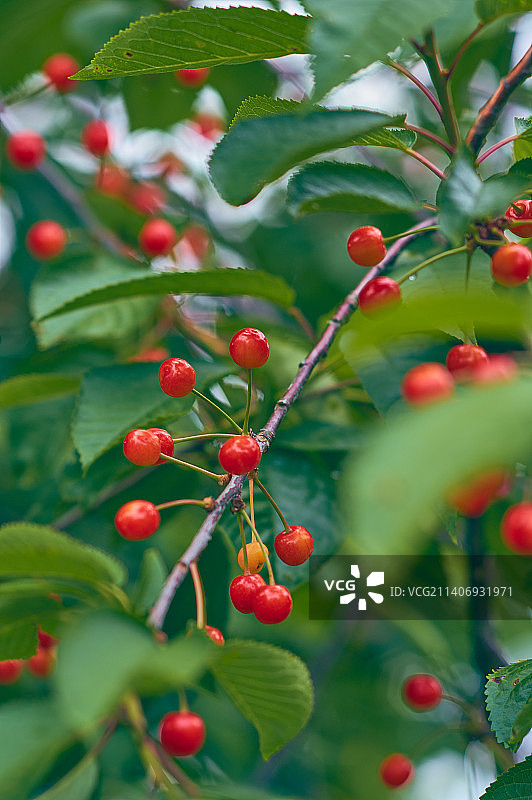 新鲜的绿树上的小红樱桃图片素材