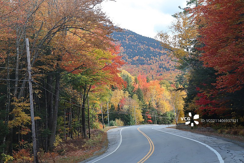 秋天，白山国家森林，美国，树林中空无一人的道路图片素材