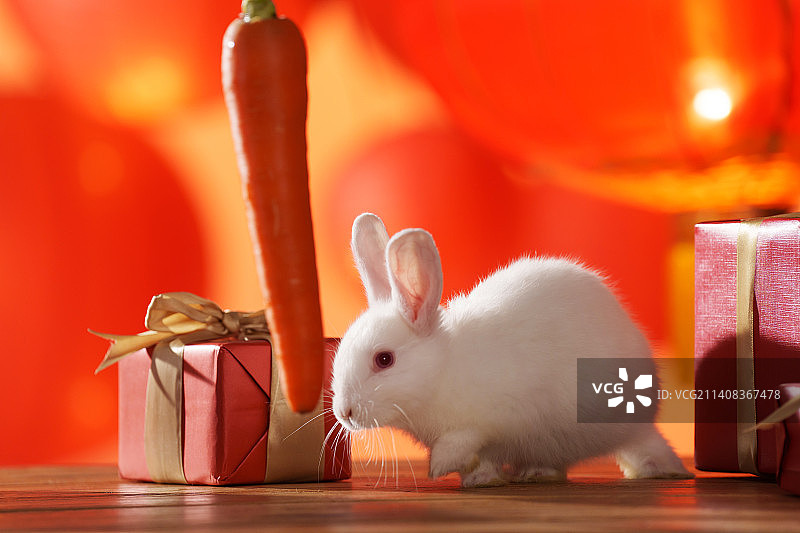 新年礼物盒和的兔子图片素材