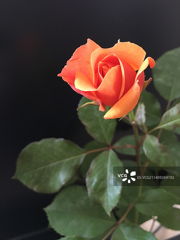 土耳其玫瑰植物的特写图片素材