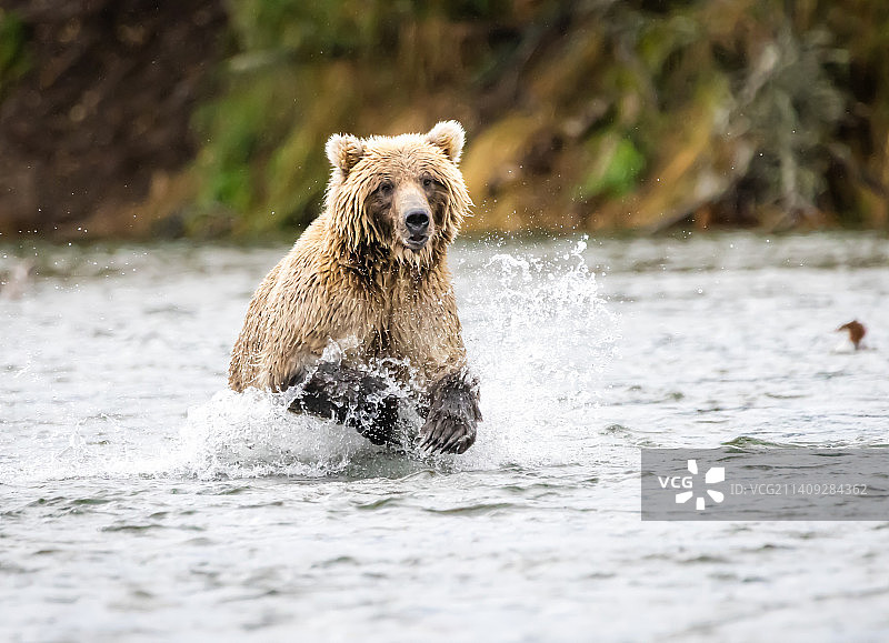 美国卡特迈国家公园和自然保护区，棕色灰熊在湖中散步的侧视图图片素材