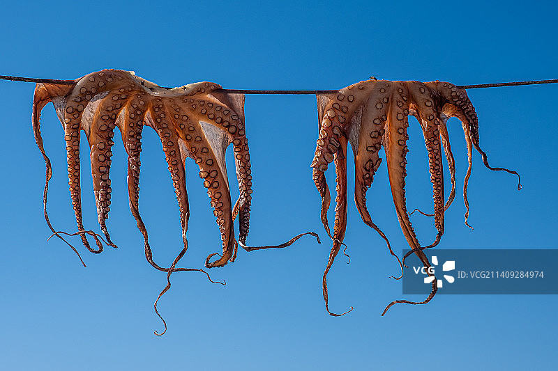 希腊尼西罗斯，低角度的章鱼海鲜挂在铁丝上，映衬着湛蓝的天空图片素材