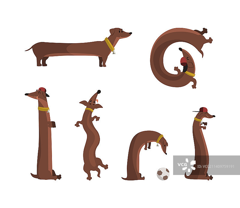 有趣的腊肠狗有长长的棕色身体图片素材