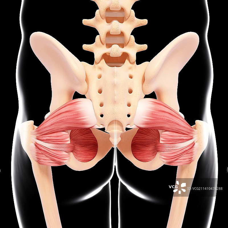 人类臀部肌肉组织，艺术品图片素材