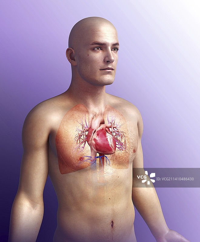 人类呼吸系统，艺术品图片素材