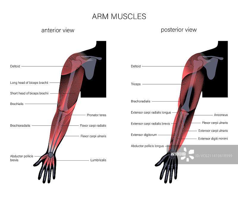 手臂解剖，插图图片素材