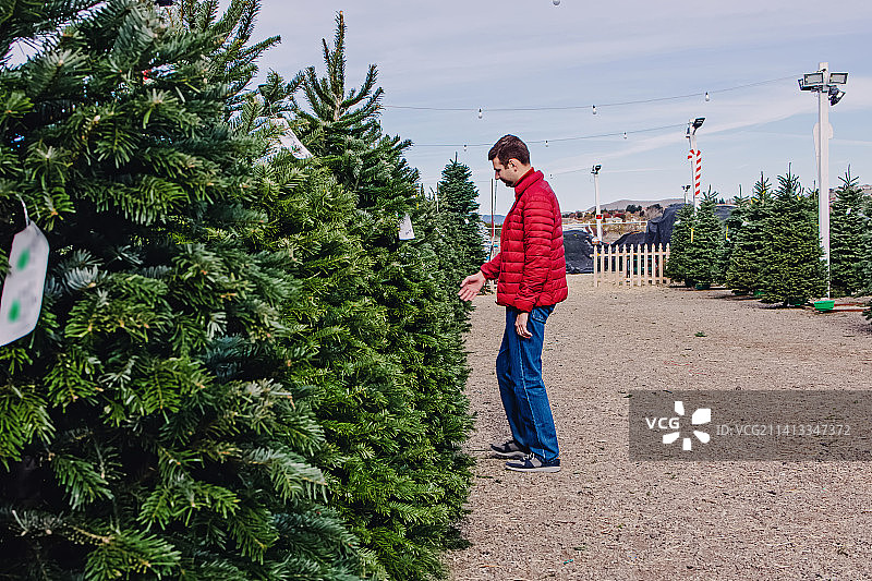 美国加利福尼亚州圣拉蒙，一名男子在假日市场上挑选圣诞树图片素材