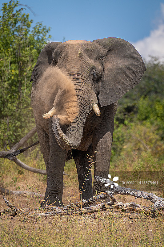 博茨瓦纳，一头非洲大象站在喷着灰尘的原木旁图片素材