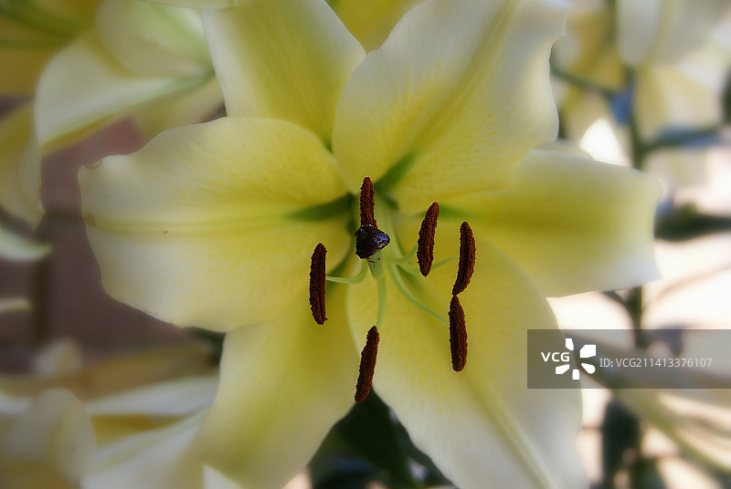 白色开花植物的特写，密歇根州，美国图片素材
