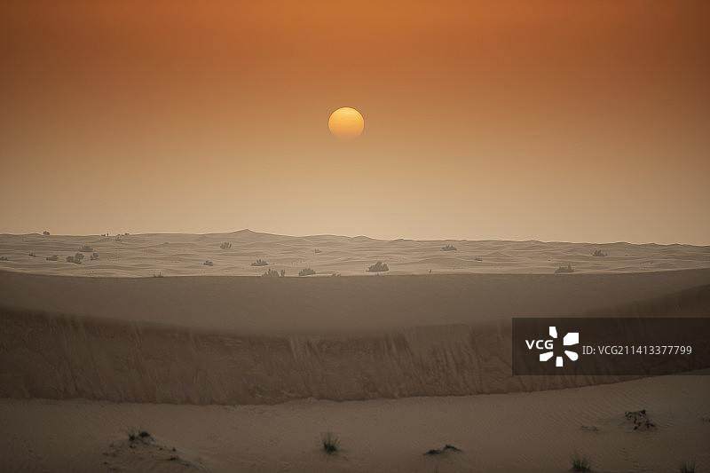 阿拉伯羚羊在阿联酋迪拜附近的沙漠保护保护区图片素材