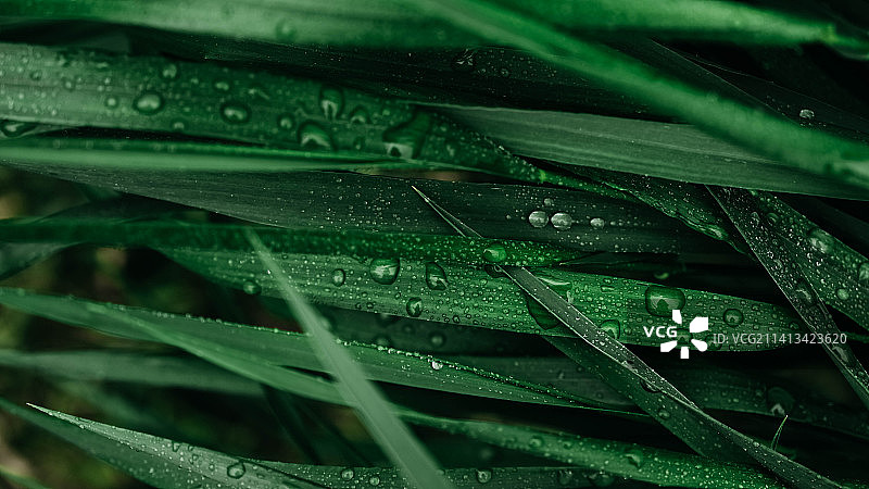 绿色的草与水滴作为背景纹理图片素材