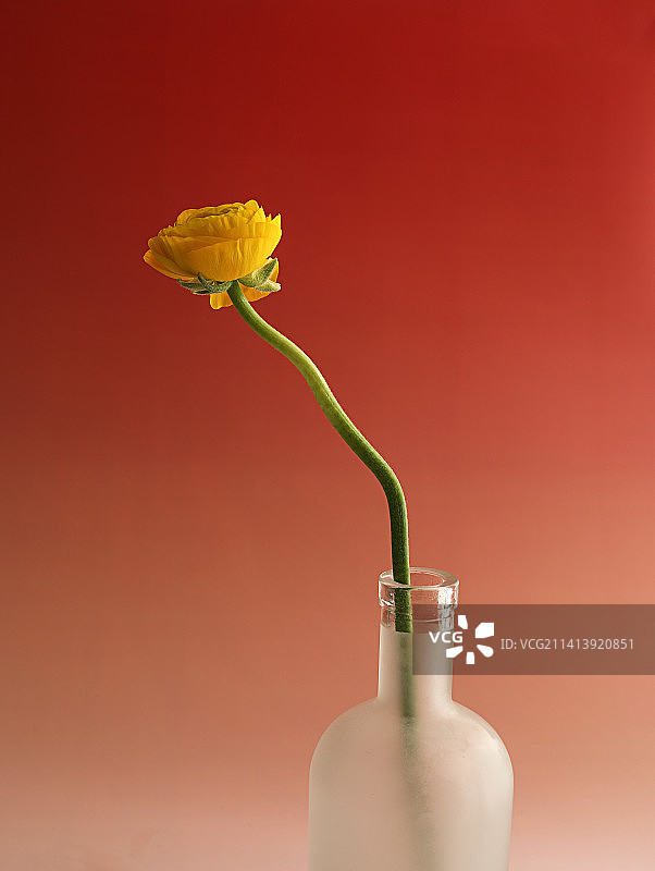 花瓶中的插花洋牡丹图片素材