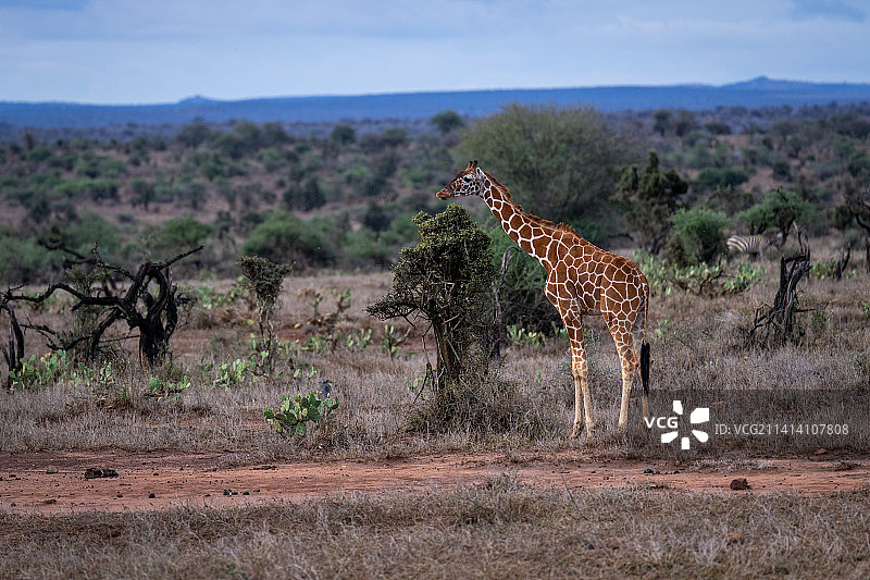 肯尼亚大草原上，网纹长颈鹿站在灌木丛旁图片素材