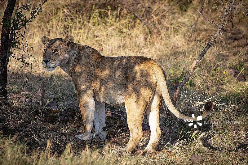坦桑尼亚，一只狮子站在草地上的侧视图图片素材