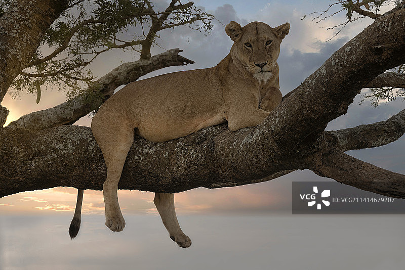 幼狮，坦桑尼亚图片素材